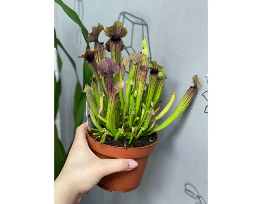 Саррацения пурпурная