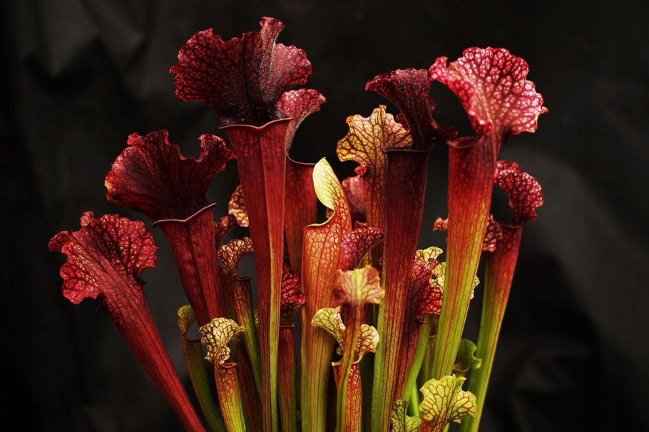 Саррацения (Sarracenia)