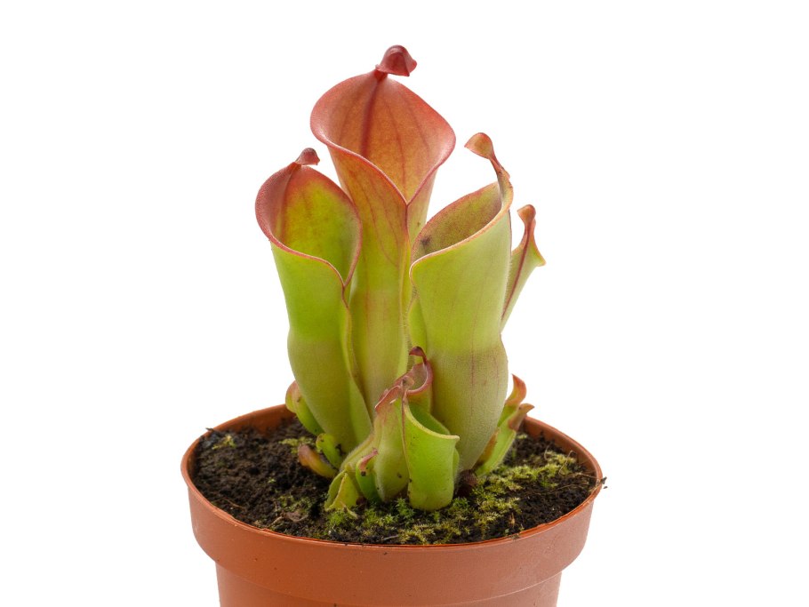 Саррацения Стивенси