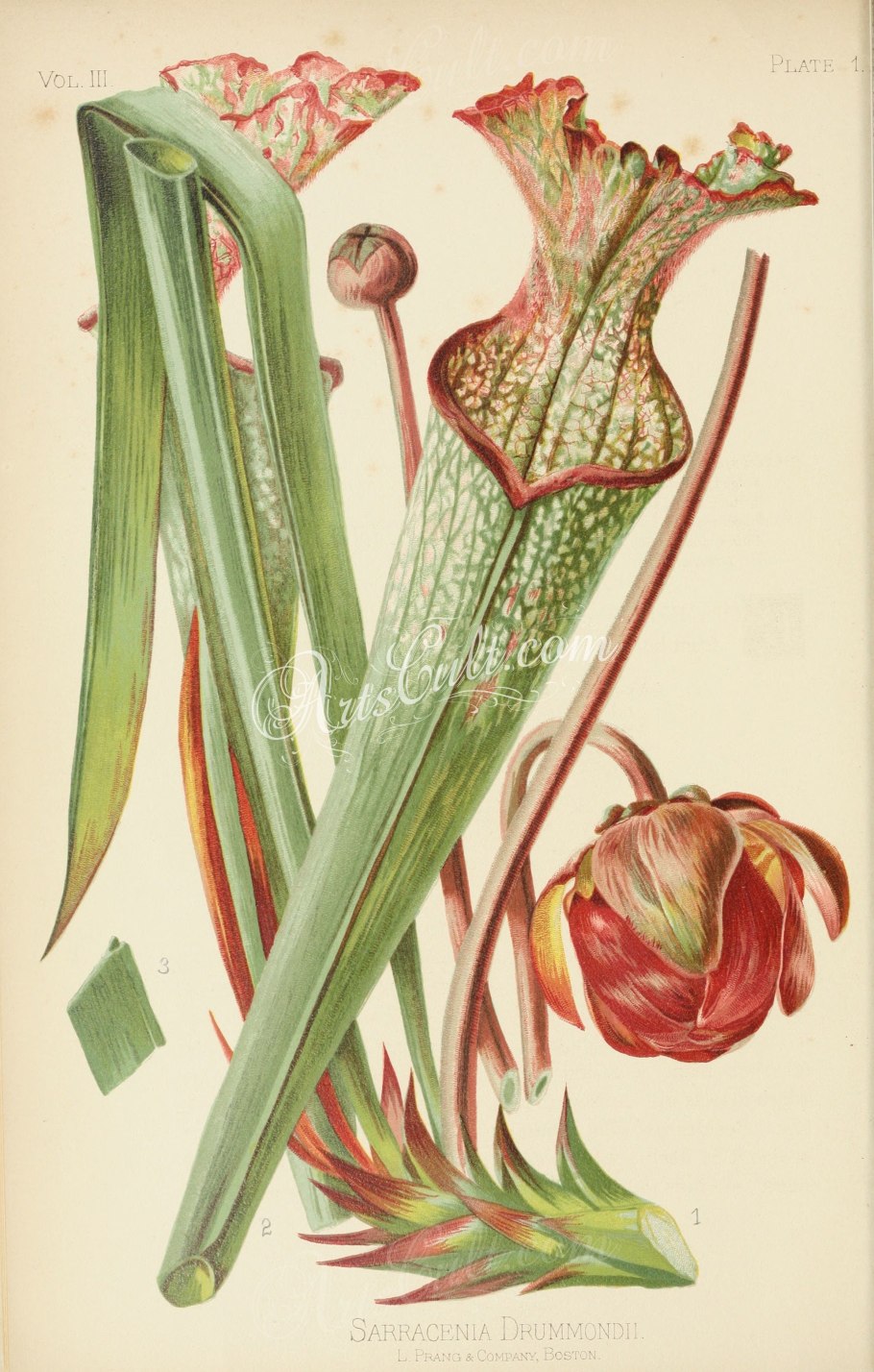 Саррацения пурпурная