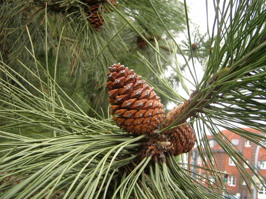 Сосна Pinus Ponderosa