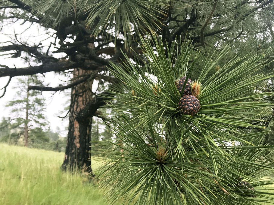 Pinus Sylvestris Baron