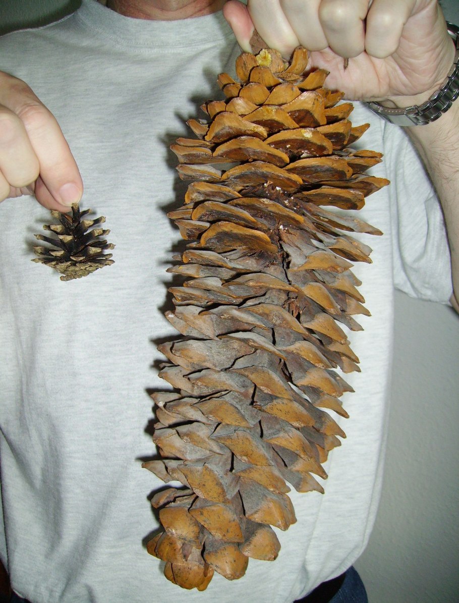 Горсть шишек сосновые