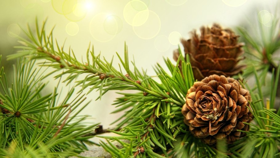 Еловая шишка