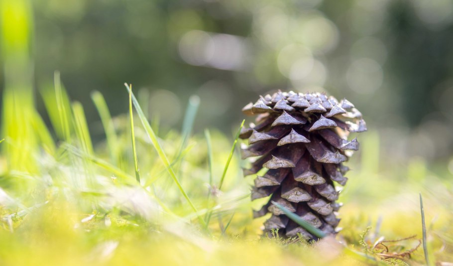 Хвоинки дерева сосна Кедровая