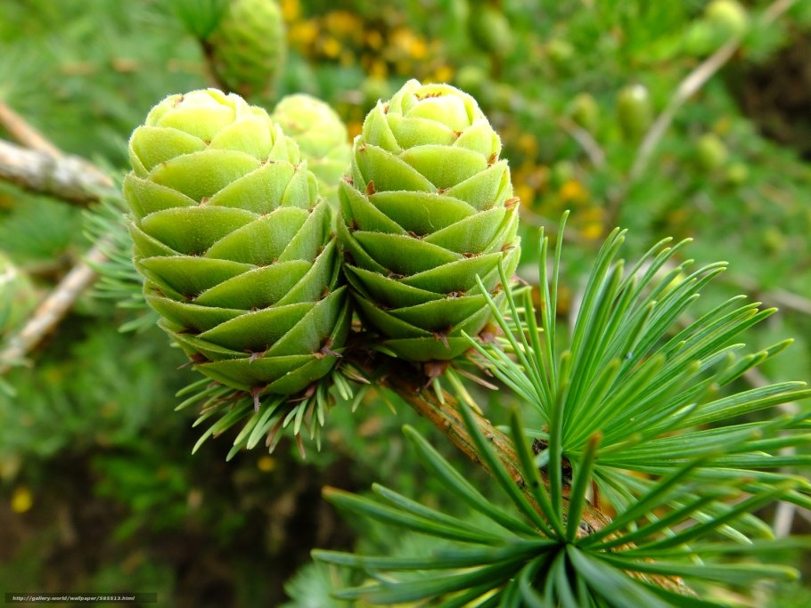 Pinus Taeda