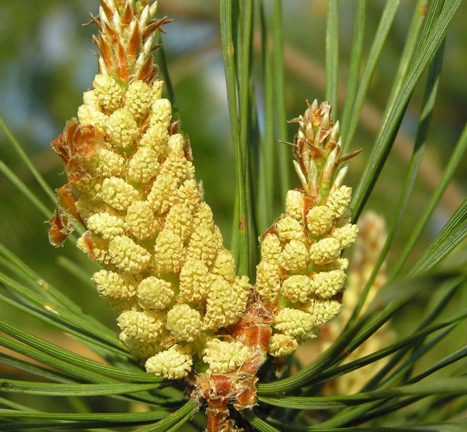 Сосновая шишка