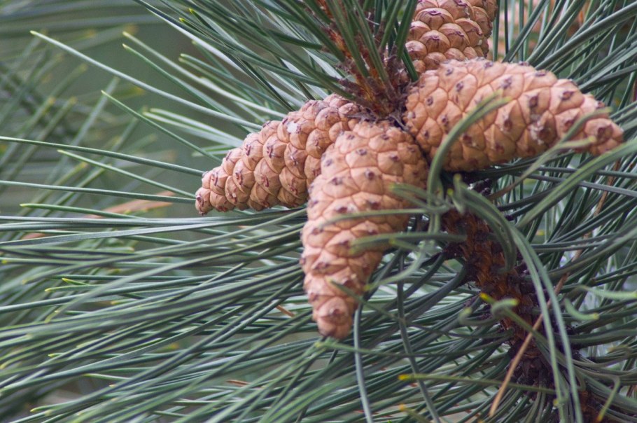 Сосновая пыльца