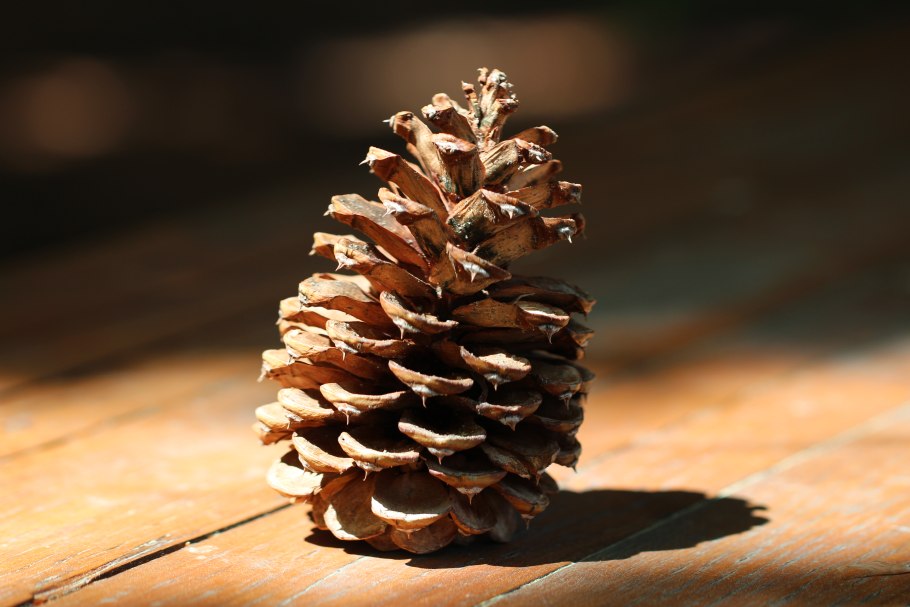 Сосна Pinus Ponderosa