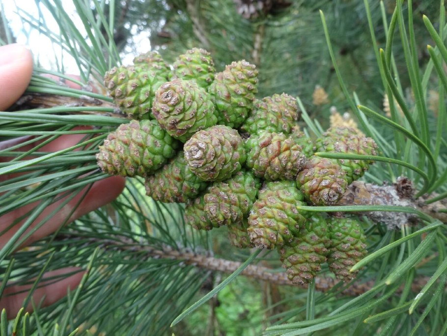 Шишки сосен по сортам