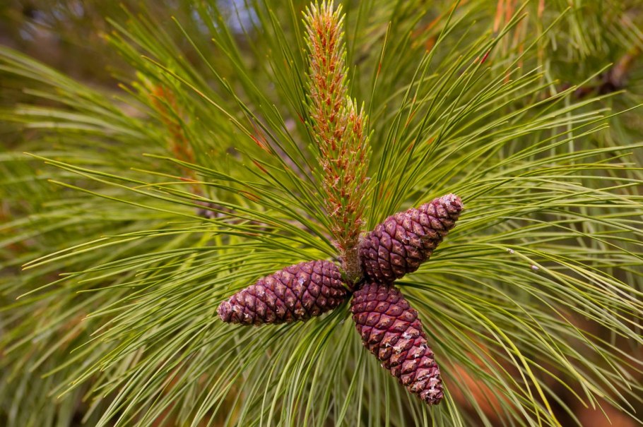 Сосна Pinus Ponderosa