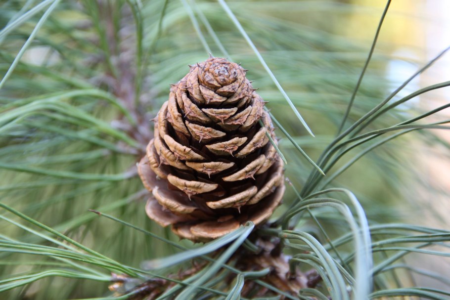 Pinus Ponderosa subsp. Scopulorum
