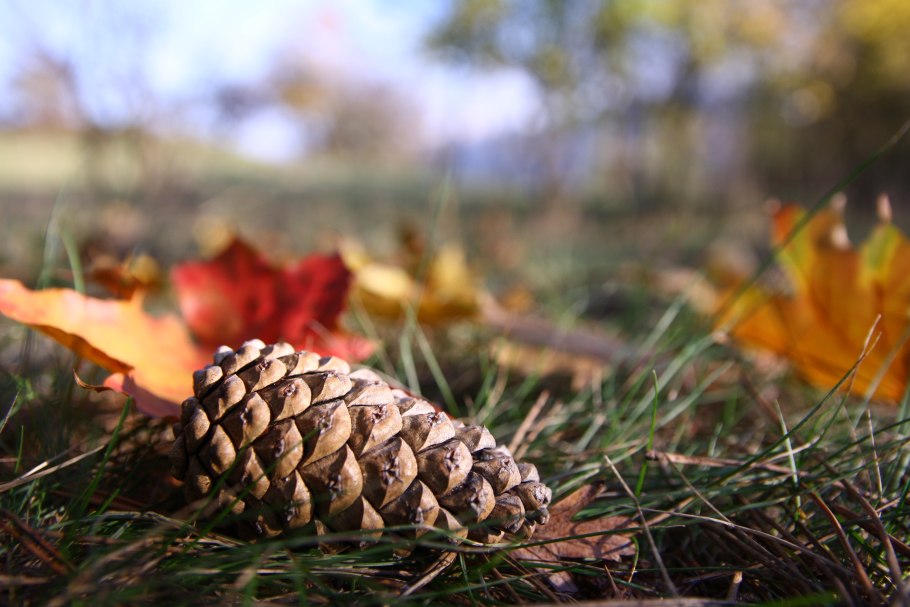 Сосновая шишка маленькая