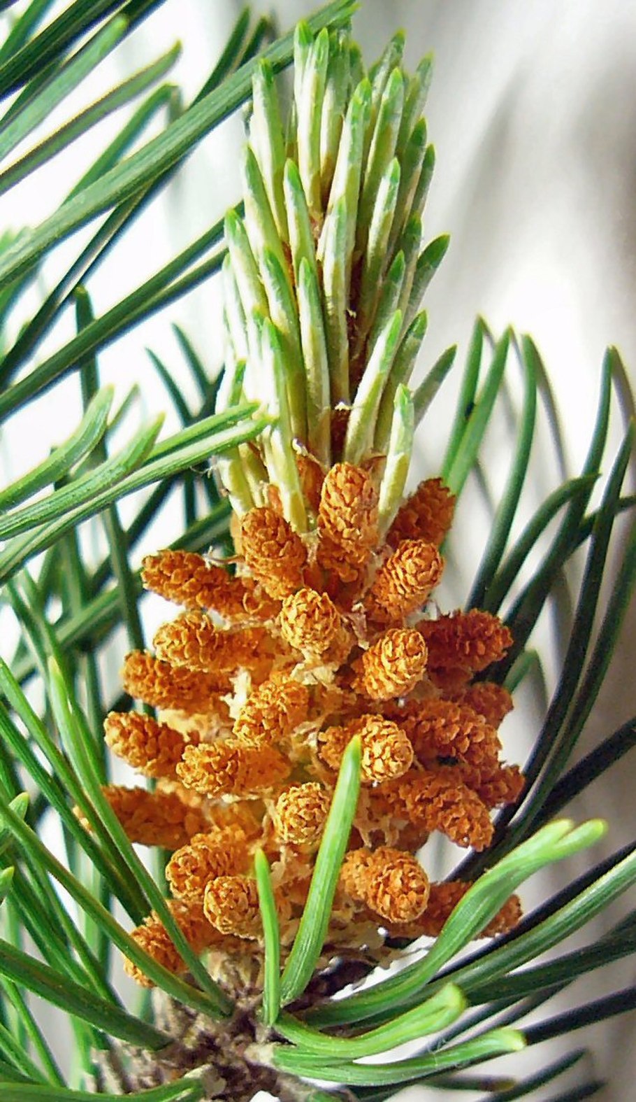 Сосновая шишка открытая