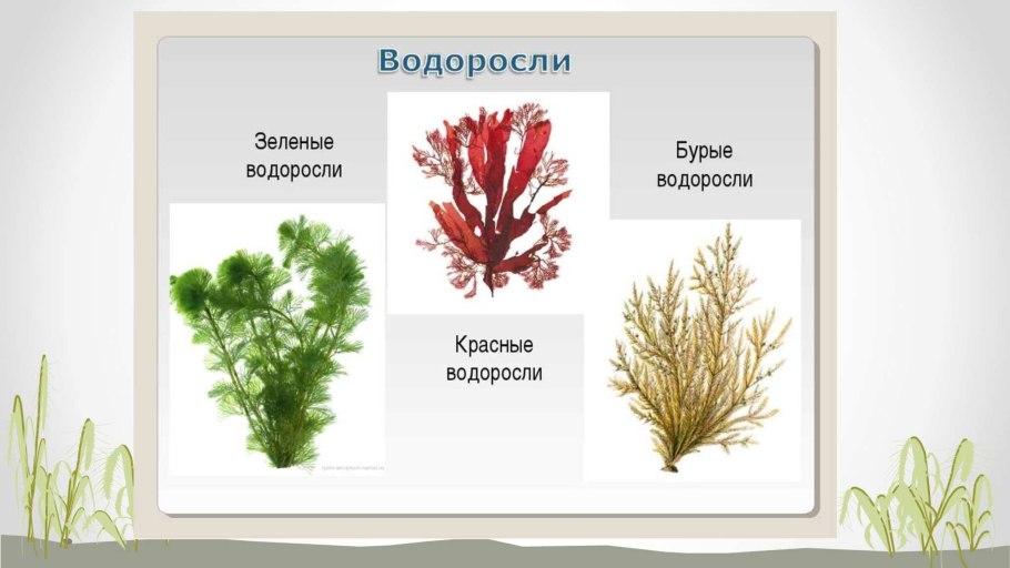 Водоросли зеленые бурые красные