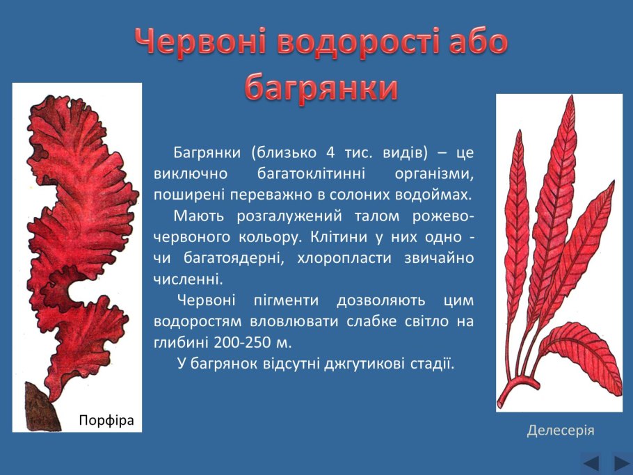 Багрянки кратко