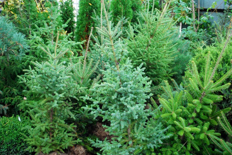 Ель Сербская Фрейя