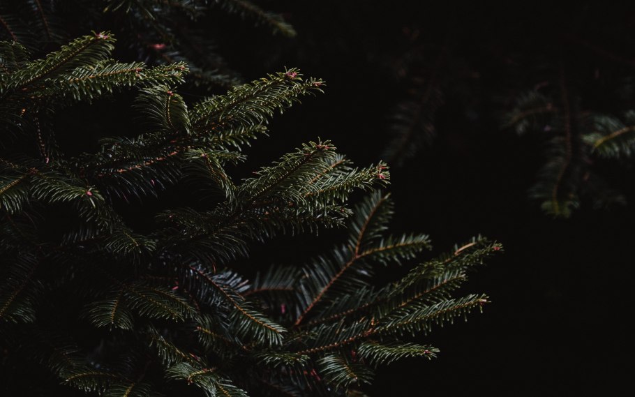 Ель Picea Mariana Beissneri