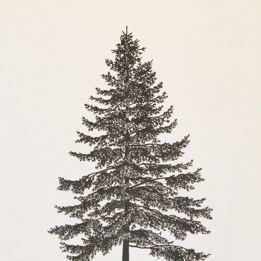 Пихта Сахалинская