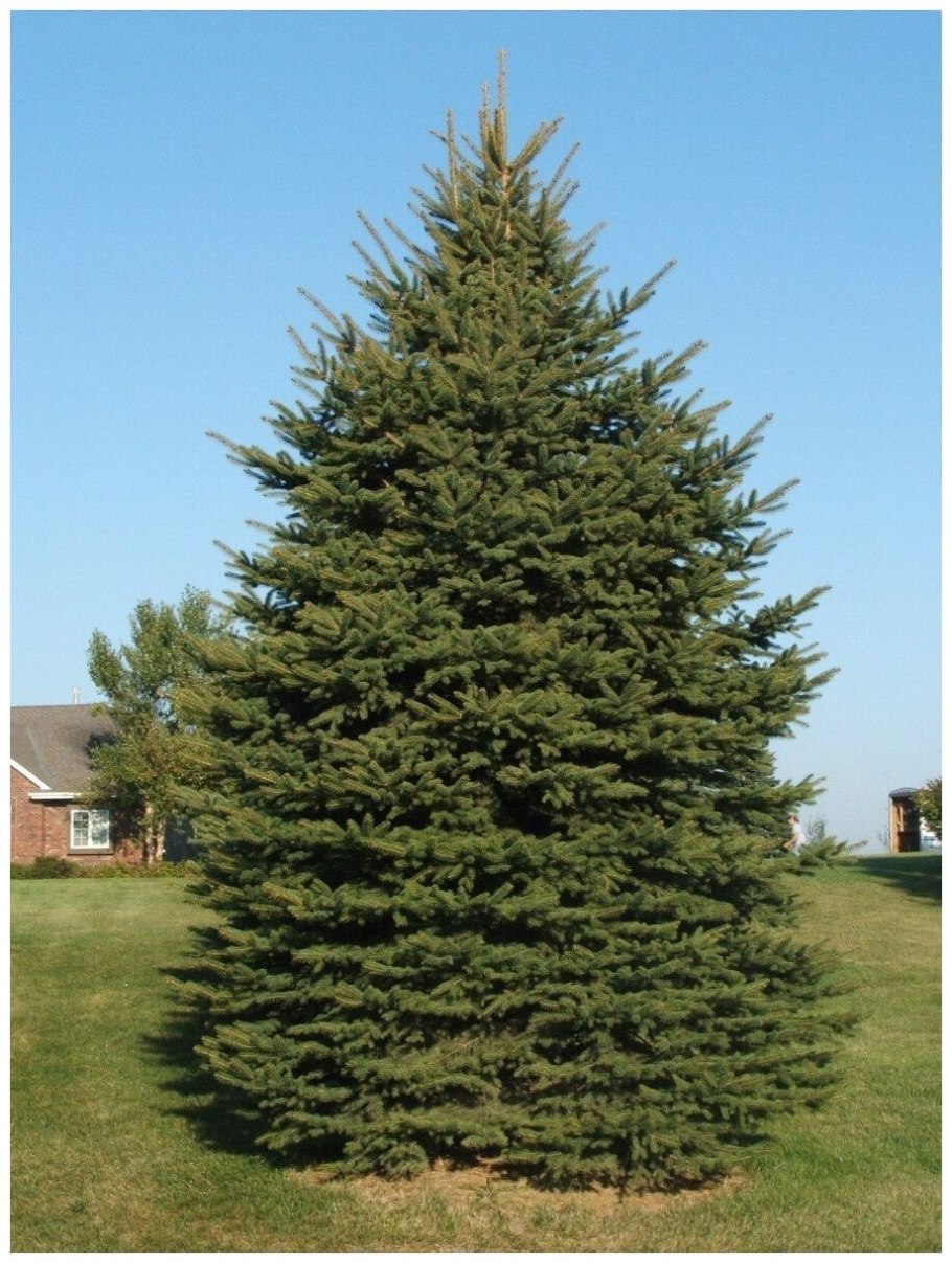 Деревья Графика ель