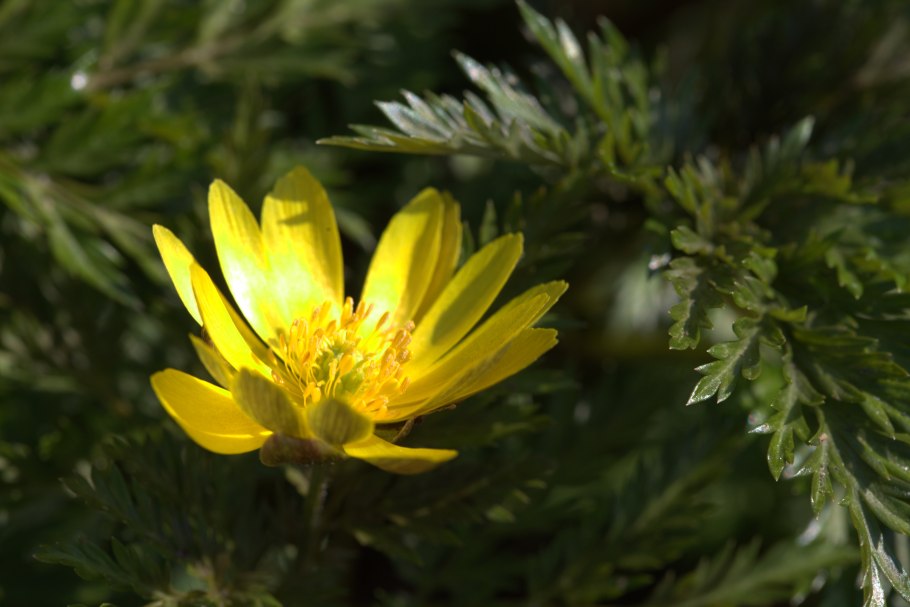 Адонис весенний Легенда