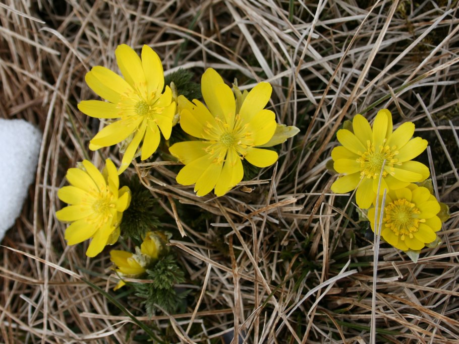 Адонис vernalis