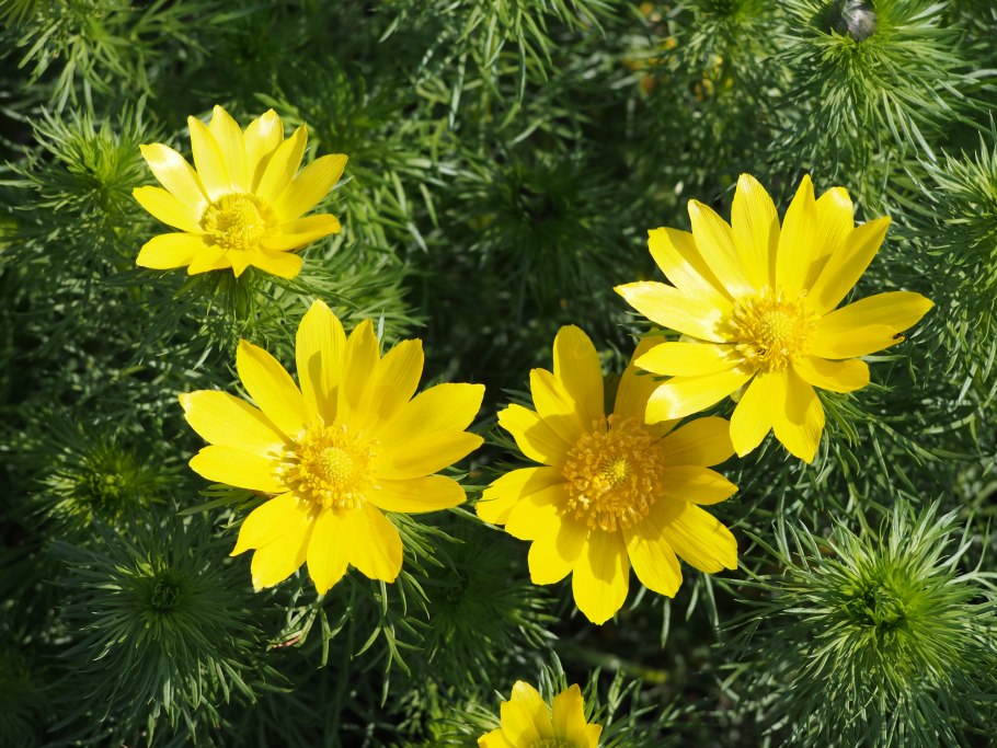 Адонис золотистый