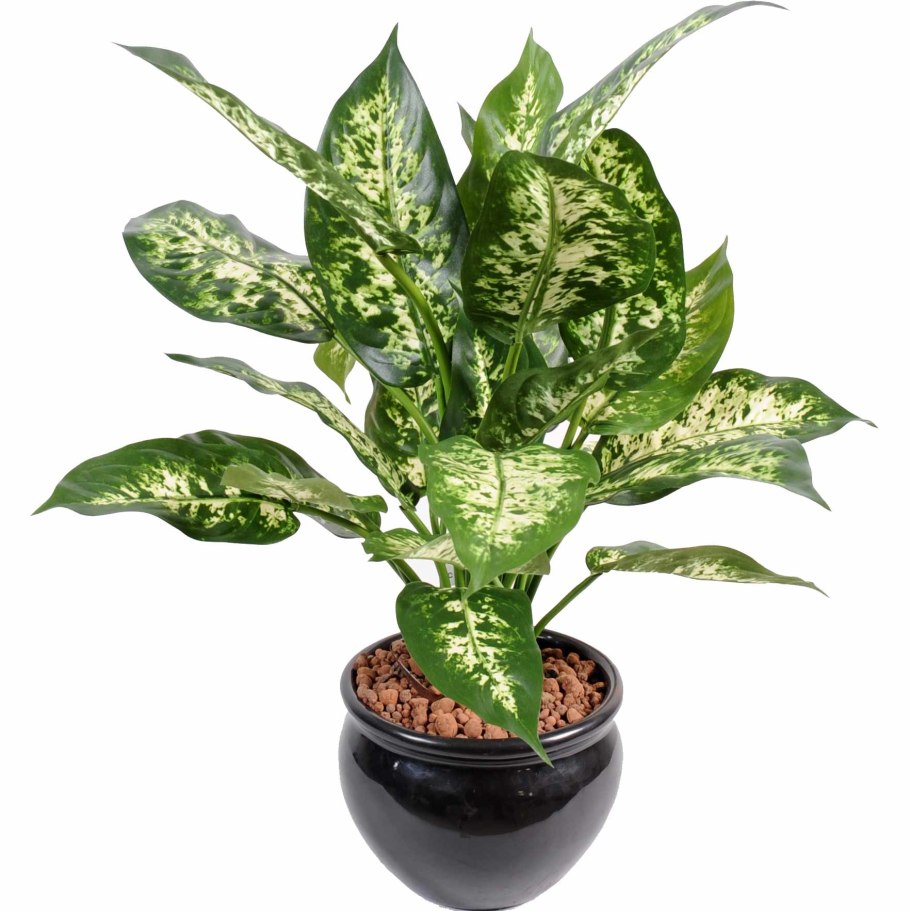 Диффенбахия Камилла (Dieffenbachia Camilla)
