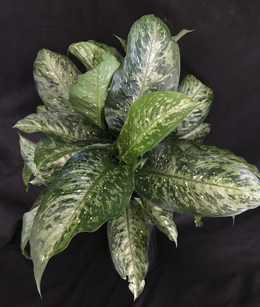 Диффенбахия Баузе (Dieffenbachia bausei)