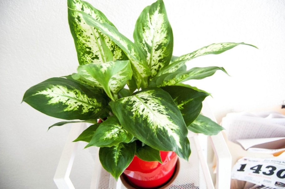 Диффенбахия Баузе (Dieffenbachia bausei) Родина