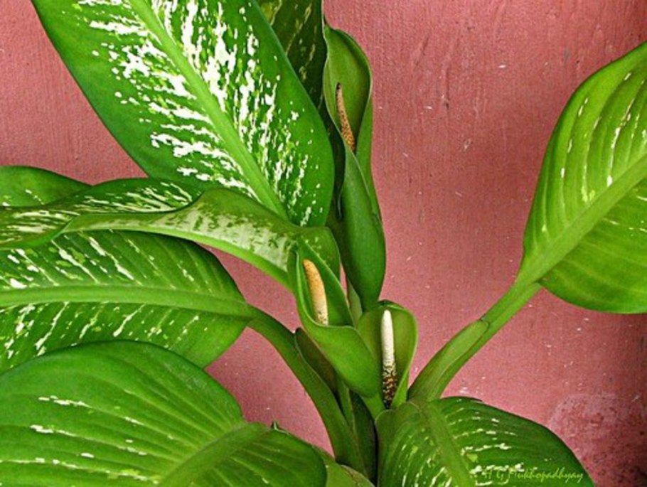 Dieffenbachia cool Beauty
