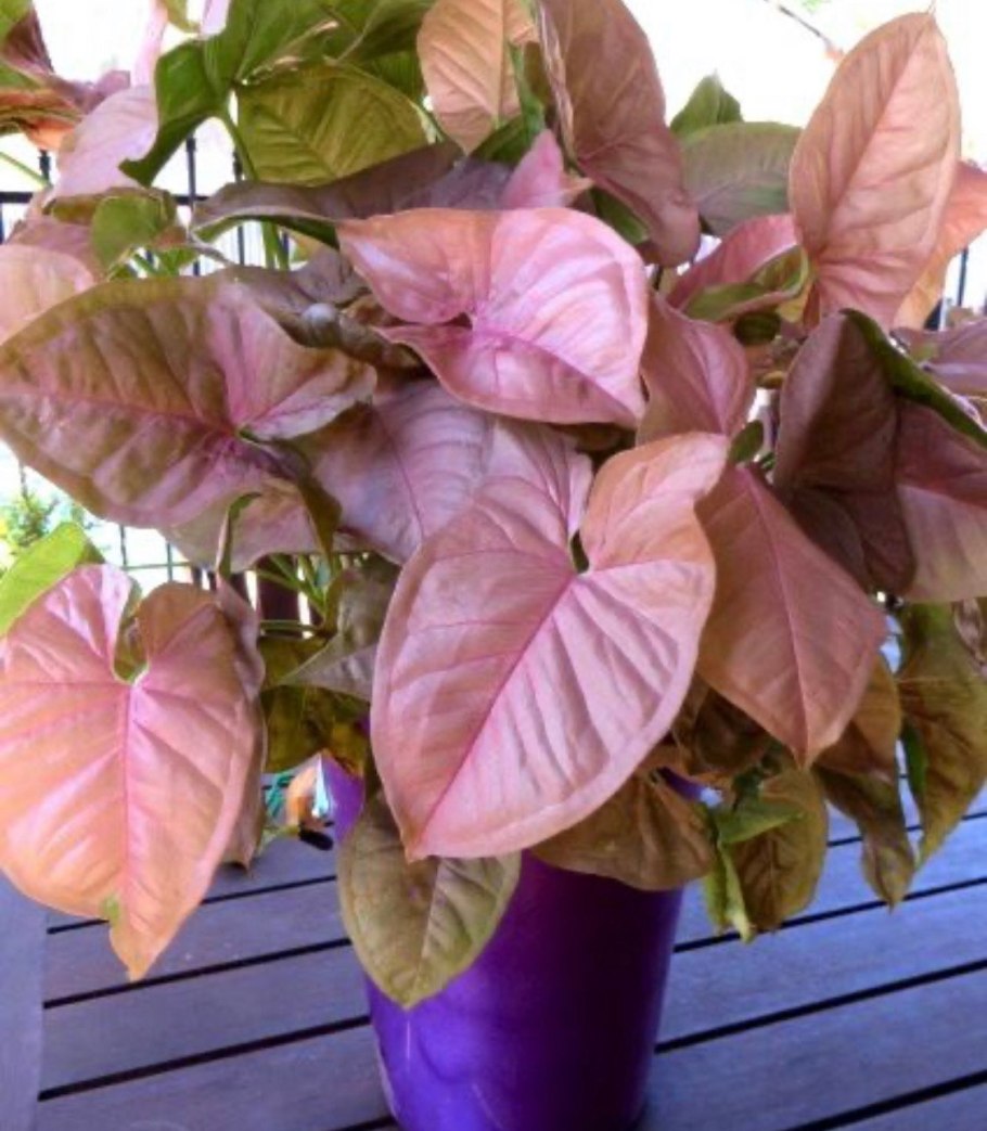 Сингониум Pink Flecked