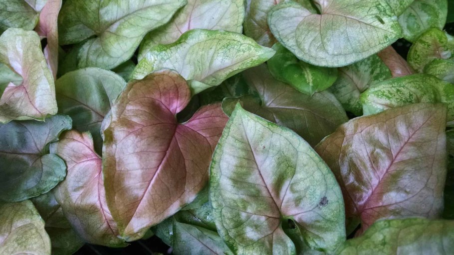 Сингониум Милк конфетти и Даззл колор