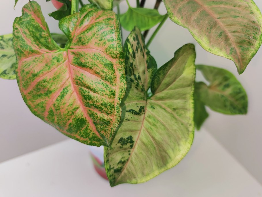 Сингониум цветение