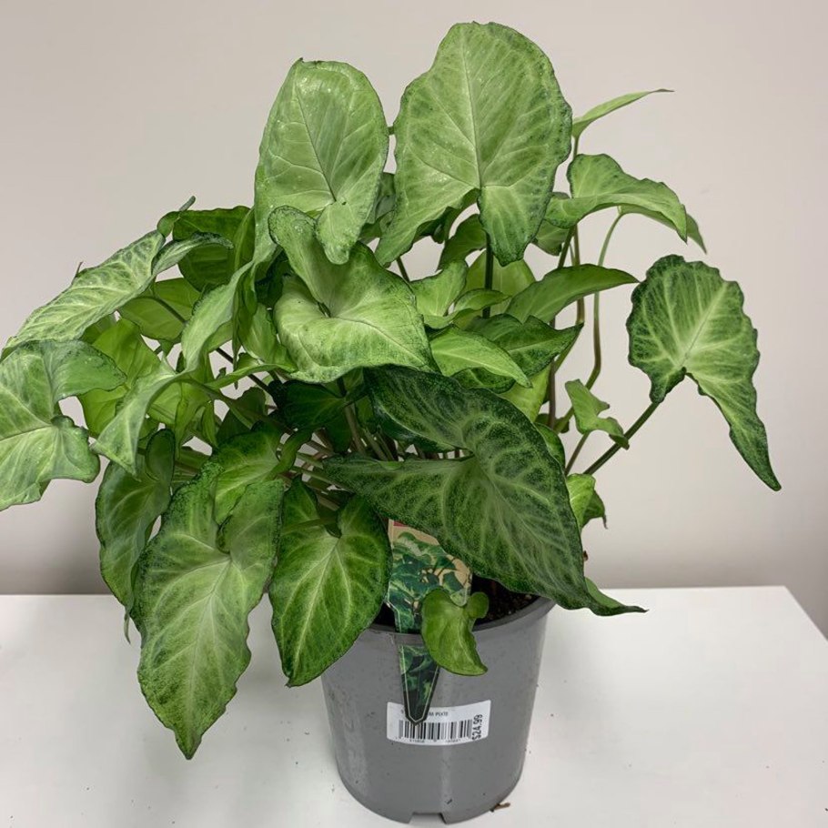 Сингониум Эрроу