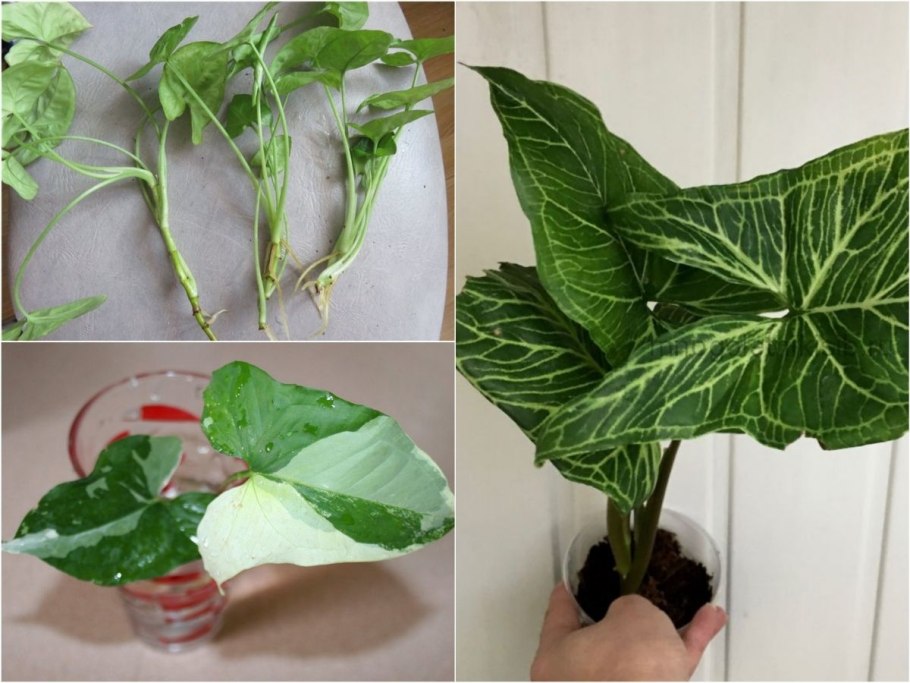 Сингониум Syngonium podophyllum