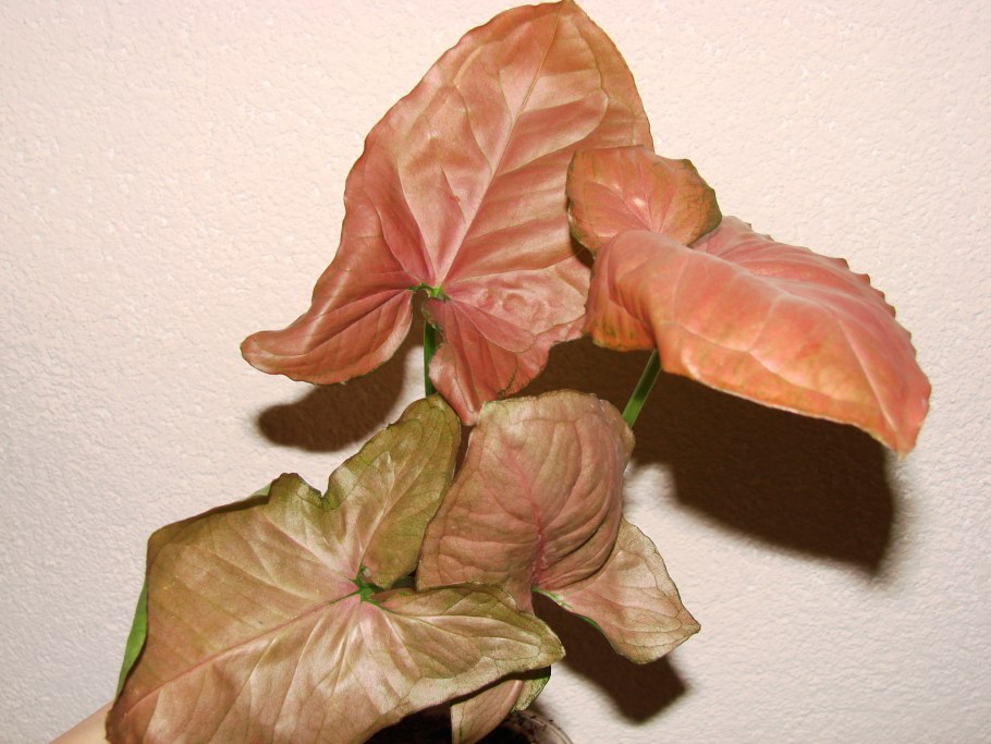 Syngonium podophyllum moonshine