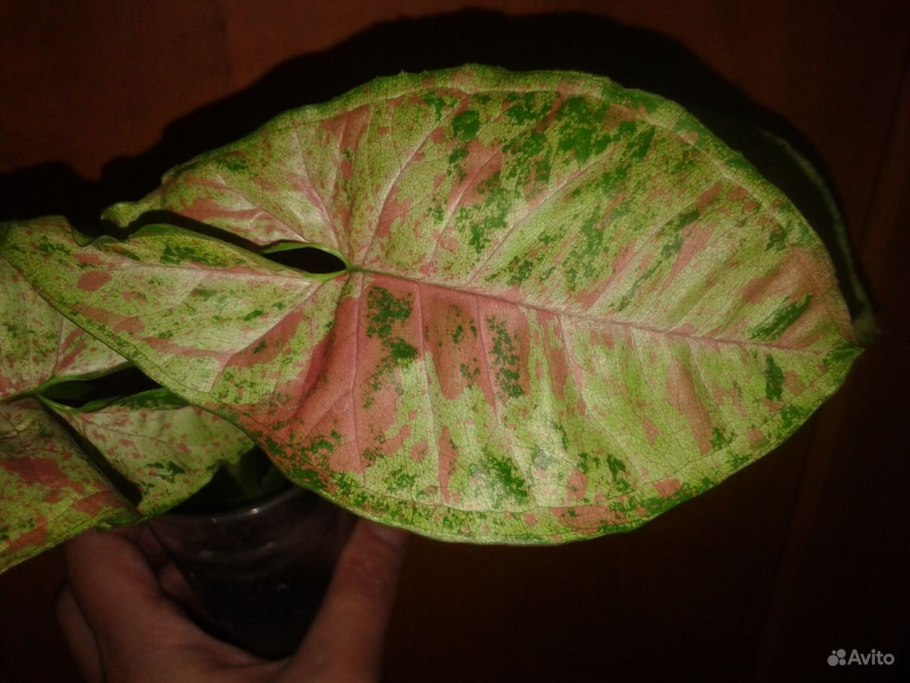 Сингониум ушковидный Syngonium auritum