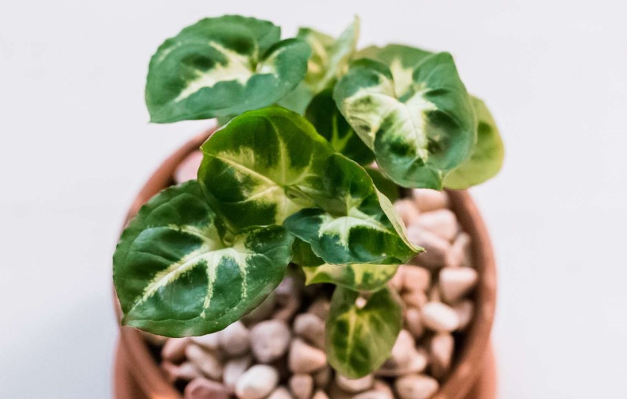 Сингониум в интерьере