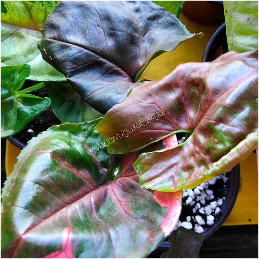 Сингониум Strawberry Ice