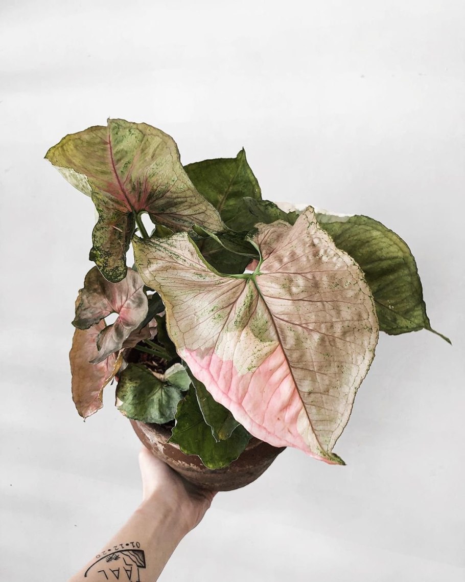 Сингониум Земляничный лед