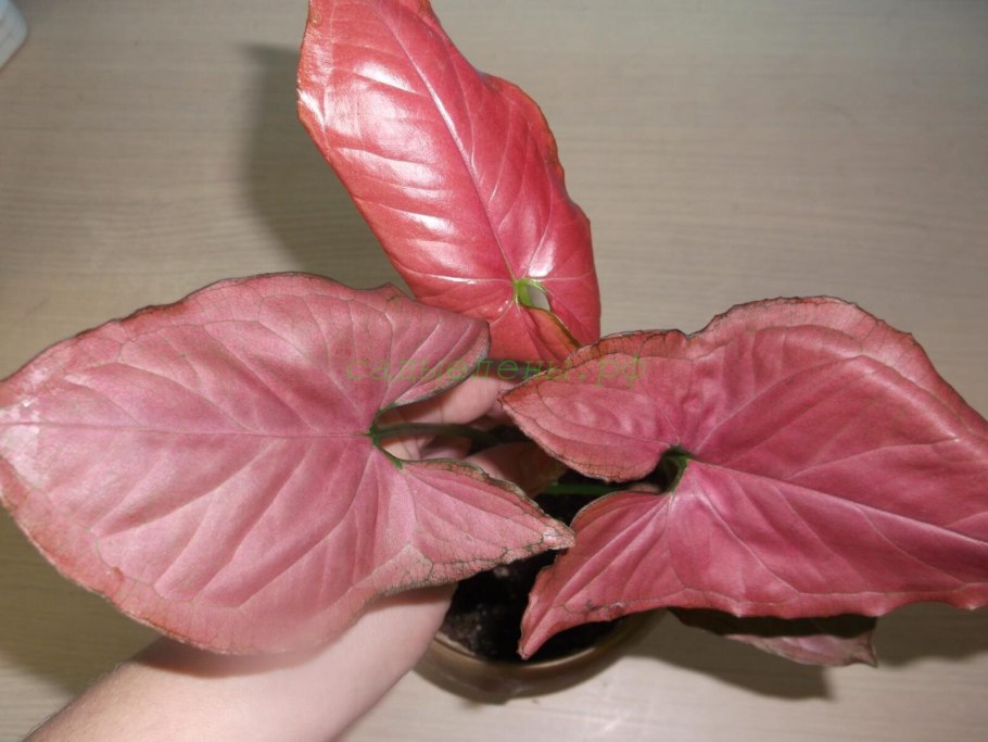 Сингониум Грин Сплеш