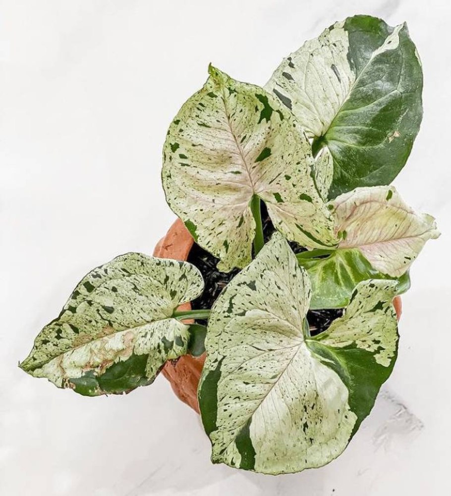 Нефтитис (NEPHTHYTIS poisonii)