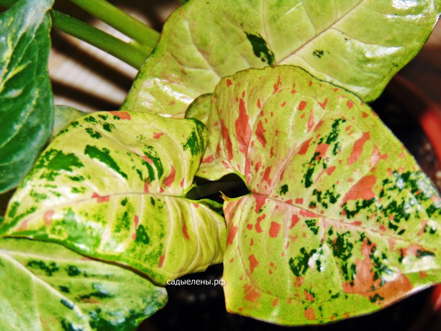 Сингониум Голден