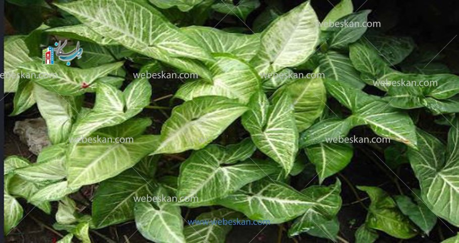 FRZ.Temp холодильник