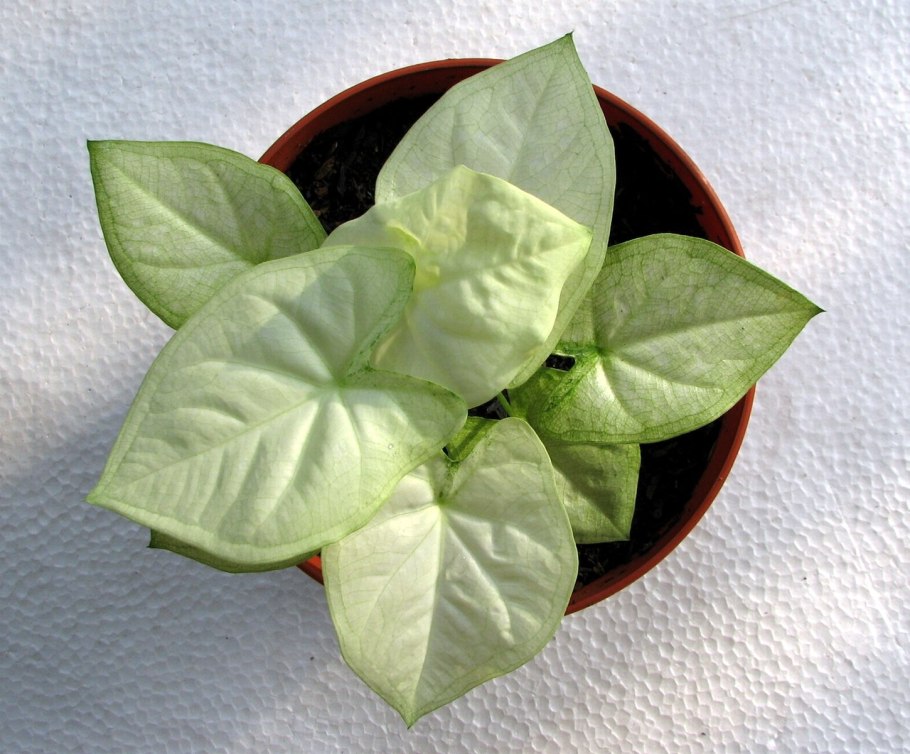 Сингониум в интерьере фото