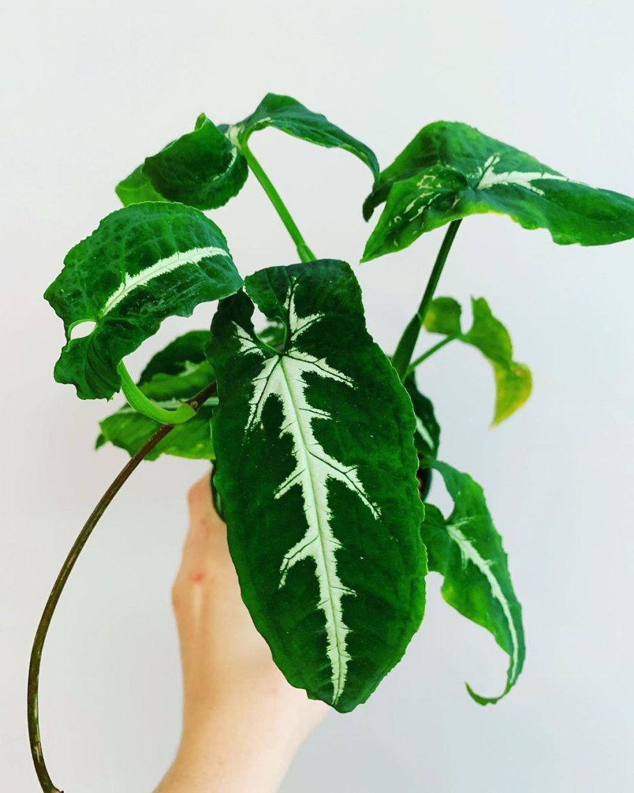 Сингониумы- это каладиумы?