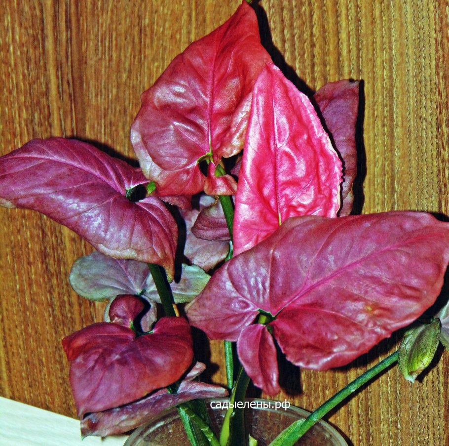 Сингониум это каладиум