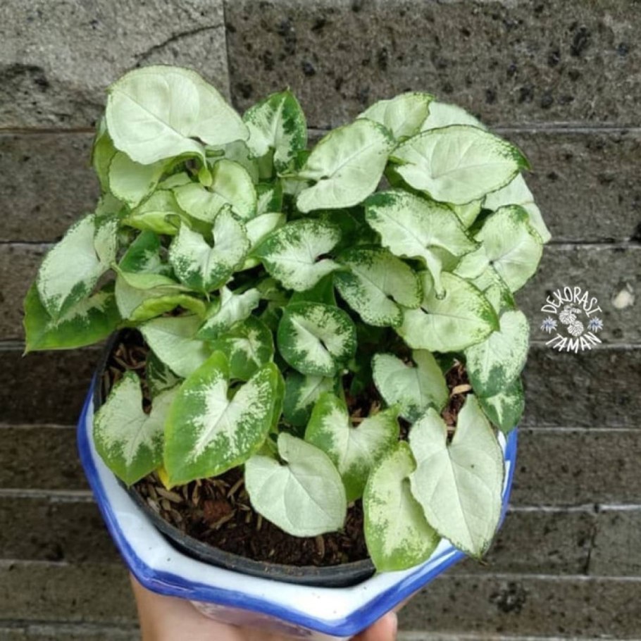 Сингониум Венеция