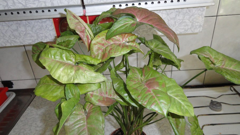 Сингониум Грин Сплеш